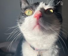 cat for adoption