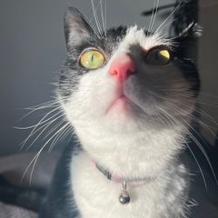 cat for adoption
