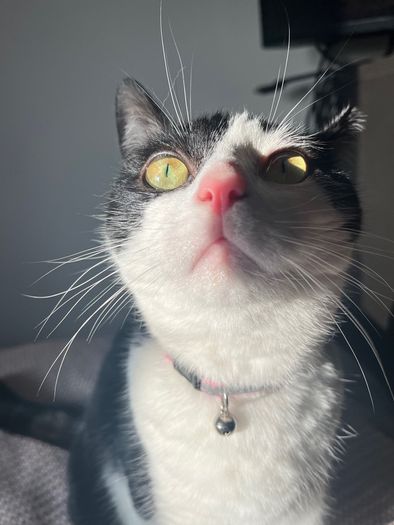 cat for adoption