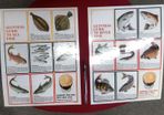 Guinness Guide To Sea Fish - Guinness Guide To River Fish Posters Replicas Pair