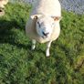 PB  Texel  Ram Image 6