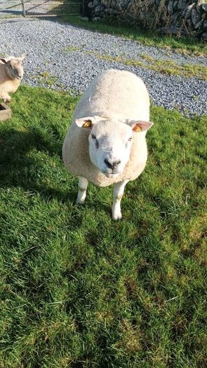 PB  Texel  Ram