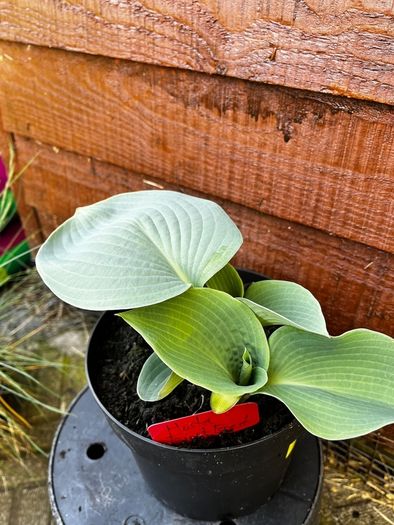 Hosta First Frost and Autumn Moon