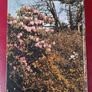 The SHELL Gardens Book/ 1964 Image 3