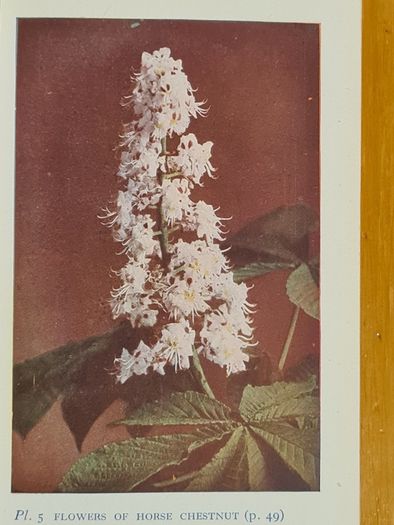 .The Observers Book Of TRRES & shrubs Of The British ISLES. 240 PAGES POCKET SIZE.