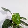Philodendron White Princess Plant Image 3
