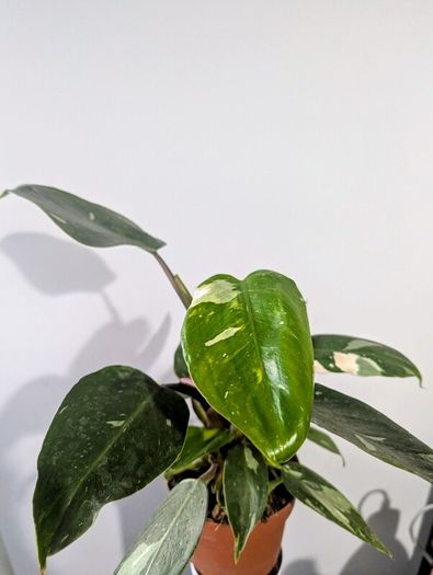 Philodendron White Princess Plant