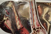 Giraffe Anatomy Model by Thames &amp; Kosmos