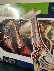 Giraffe Anatomy Model by Thames & Kosmos