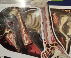 Giraffe Anatomy Model by Thames & Kosmos