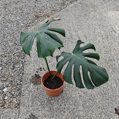 Monstera (Swiss cheese) plant