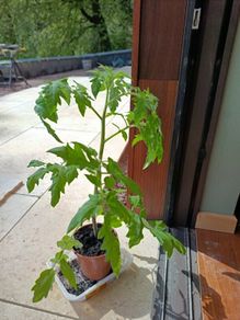 Organic Tomato Plants