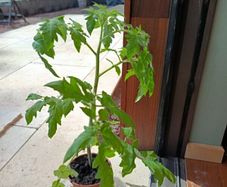 Organic Tomato Plants