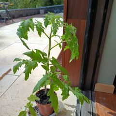 Organic Tomato Plants