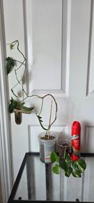 Plants set