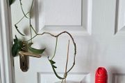 Plants set