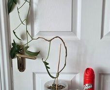 Plants set