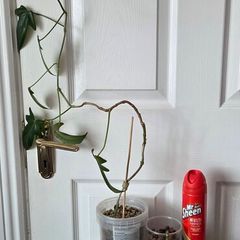 Plants set
