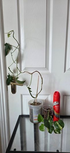 Plants set