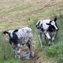 Heifers Image 2