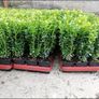 Box Hedging Image 6