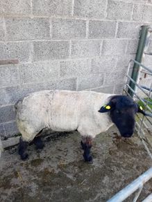 Ram