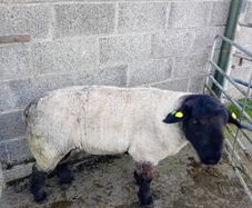 Ram