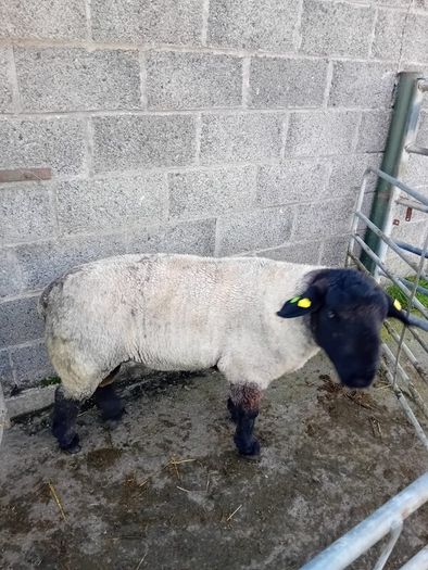 Ram