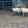 Mule x Suffolk Ewe Lambs Image 3