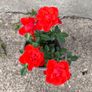 Rosa Drift Red Rose Plant Image 2