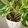 Artificial plants x3 Image 3