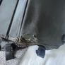 Bugaboo Buffalo Pram & Stroller Bundle - Blue Image 4