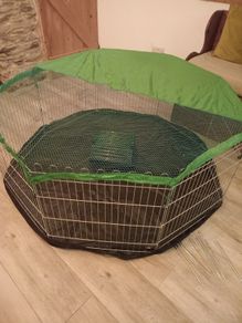 Guinea pig / rabbit