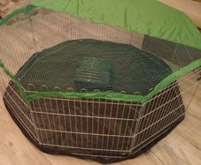 Guinea pig / rabbit