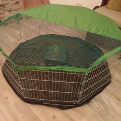 Guinea pig / rabbit