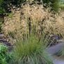 Tall grass/Stipa gigantea Image 2