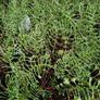 Ferns, 2 litre plants Image 8