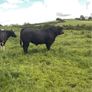 PBR Angus bull Image 6