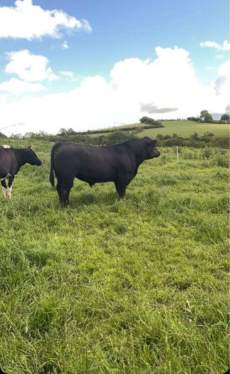 PBR Angus bull