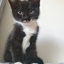 kitten Image 3
