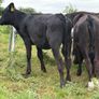 40 Super Aberdeen Angus Heifers Image 7