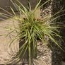 Evergreen plant Image 8