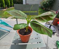 Banana plant 30cm