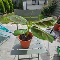 Banana plant 30cm