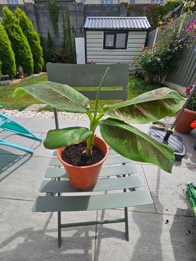 Banana plant 30cm