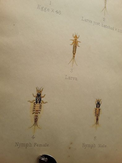 Vintage Fly fishing book