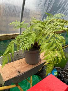 Dicksonia antartica