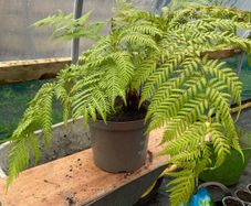 Dicksonia antartica