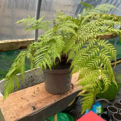 Dicksonia antartica