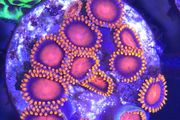 Bam Bam Zoa Frag